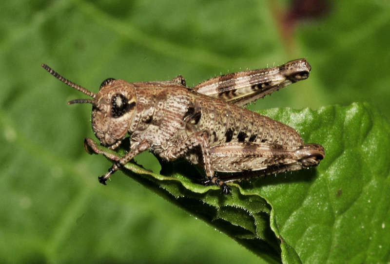 Podisma pedestris, stadio giovanile